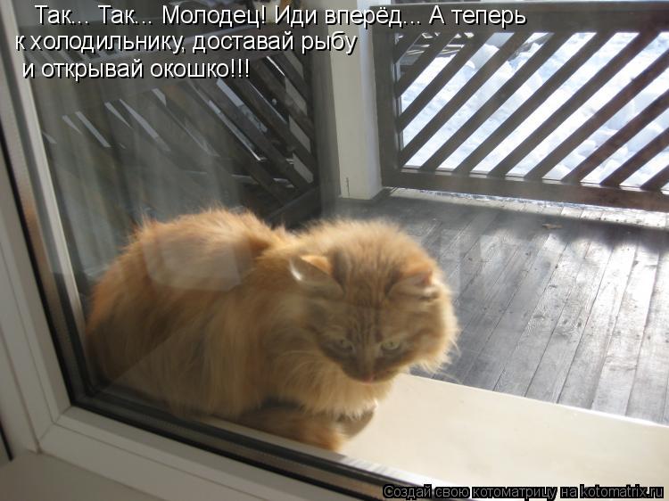 Котоматрица: Так... Так... Молодец! Иди вперёд... А теперь к холодильнику, доставай рыбу и открывай окошко!!!