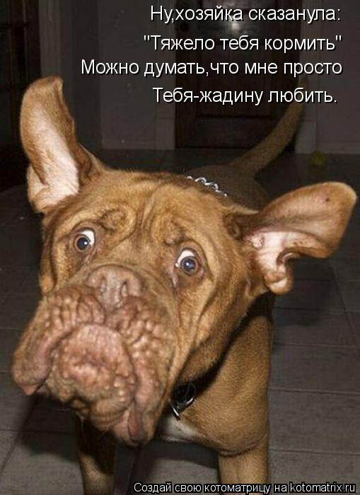 Котоматрица: Ну,хозяйка сказанула: Можно думать,что мне просто Тебя-жадину любить. "Тяжело тебя кормить"