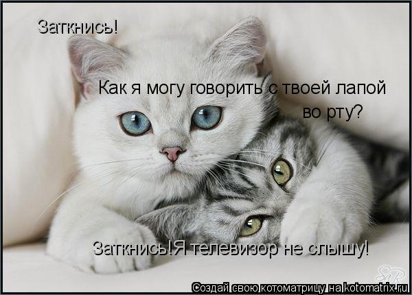 Котоматрица: Заткнись! Как я могу говорить с твоей лапой  во рту? Заткнись!Я телевизор не слышу!