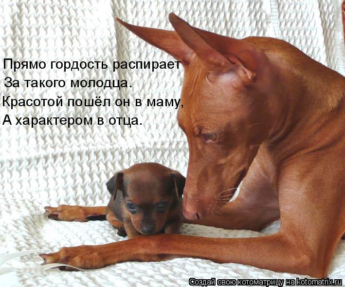 Котоматрица: Прямо гордость распирает За такого молодца. Красотой пошёл он в маму, А характером в отца.