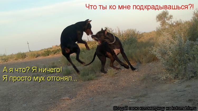 Котоматрица: А я что? Я ничего!  Я просто мух отгонял... Что ты ко мне подкрадывашься?!