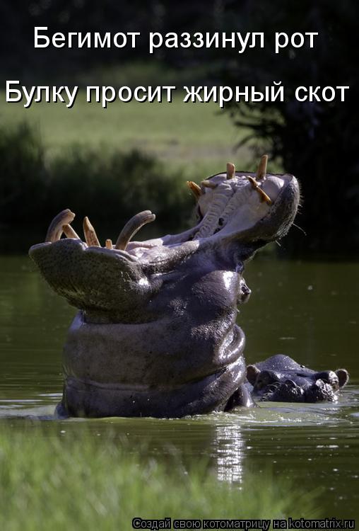 Котоматрица: Бегимот раззинул рот Булку просит жирный скот