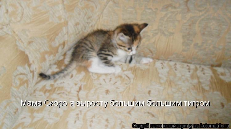 Котоматрица: Мама Скоро я выросту большим большим тигром