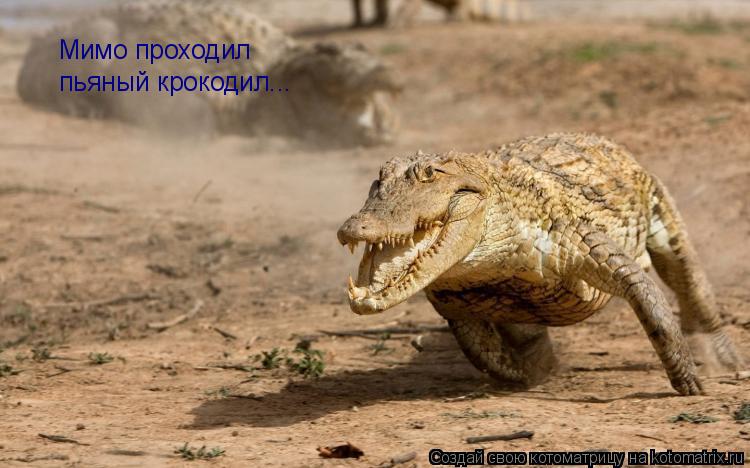 Котоматрица: Мимо проходил  пьяный крокодил...