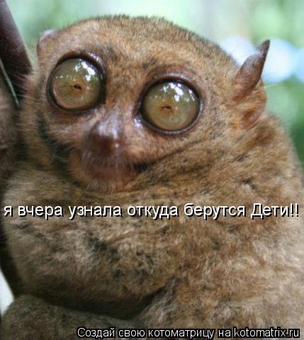 Котоматрица: я вчера узнала откуда берутся Дети!!
