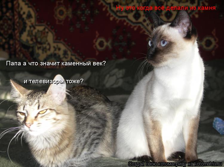 Котоматрица: Папа а что значит каменный век? Ну это когда всё делали из камня и телевизоры тоже?