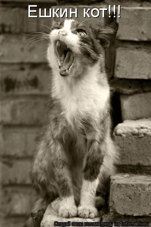 Котоматрица: Ешкин кот!!!