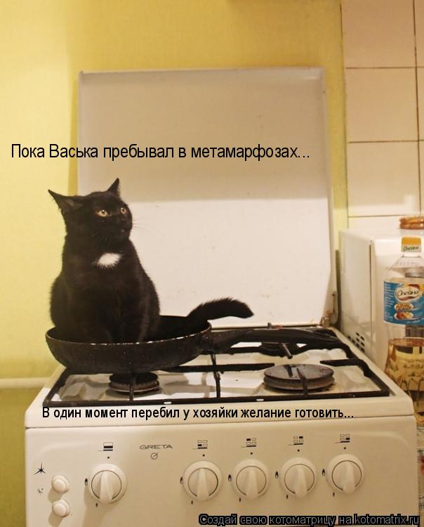 Котоматрица: Пока Васька пребывал в метамарфозах... В один момент перебил у хозяйки желание готовить...