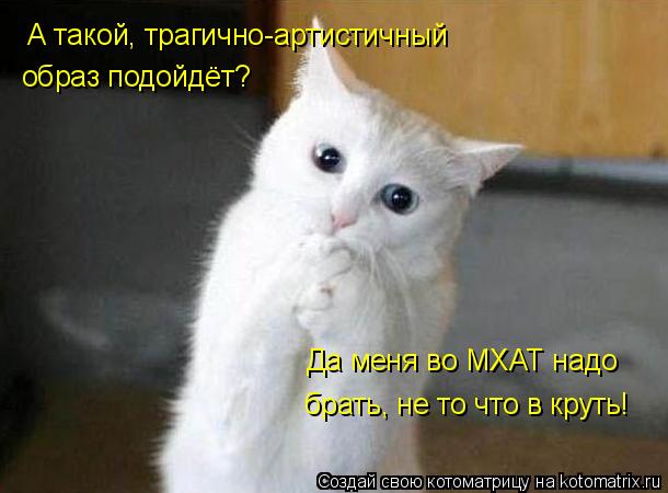 Котоматрица: А такой, трагично-артистичный образ подойдёт? Да меня во МХАТ надо брать, не то что в круть!