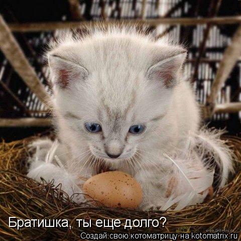 Котоматрица: Братишка, ты еще долго?