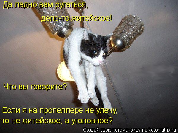 Котоматрица: дело-то житейское! Что вы говорите? Да ладно вам ругаться, то не житейское, а уголовное? Если я на пропеллере не улечу,