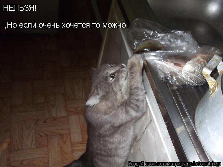 Котоматрица: НЕЛЬЗЯ! ,Но если очень хочется,то можно. НЕЛЬЗЯ!