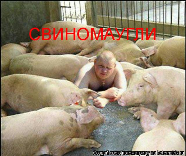 Котоматрица: СВИНОМАУГЛИ