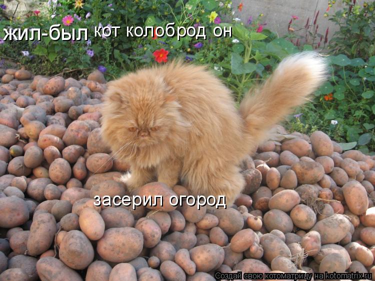 Котоматрица: кот колоброд он  засерил огород жил-был