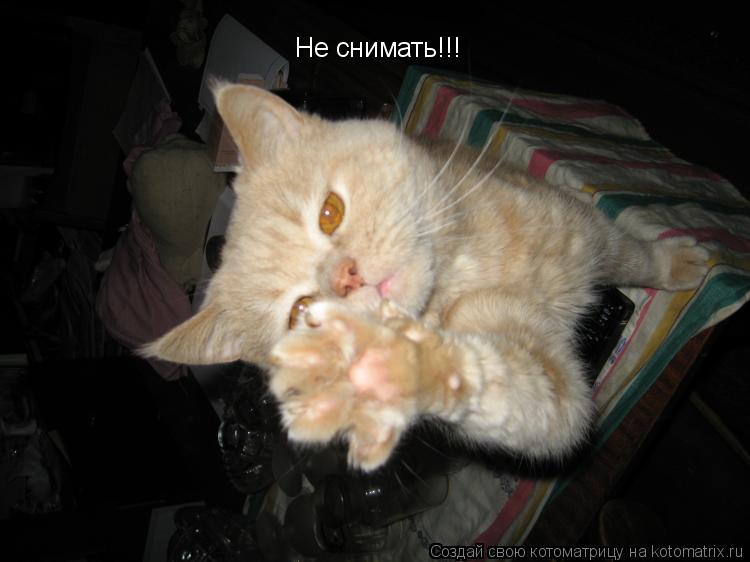 Котоматрица: Не снимать!!!