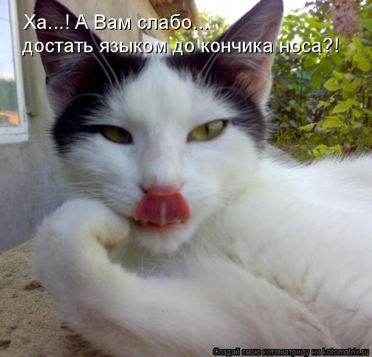 Котоматрица: Ха...! А Вам слабо... достать языком до кончика носа?!