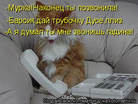 Котоматрица: -Мурка!Наконец ты позвонила! -Барсик,дай трубочку Дусе,плиз. -А я думал ты мне звонишь,гадина!