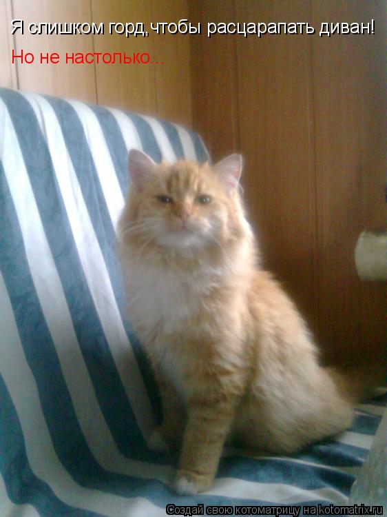 Котоматрица: Я слишком горд,чтобы расцарапать диван! Но не настолько...