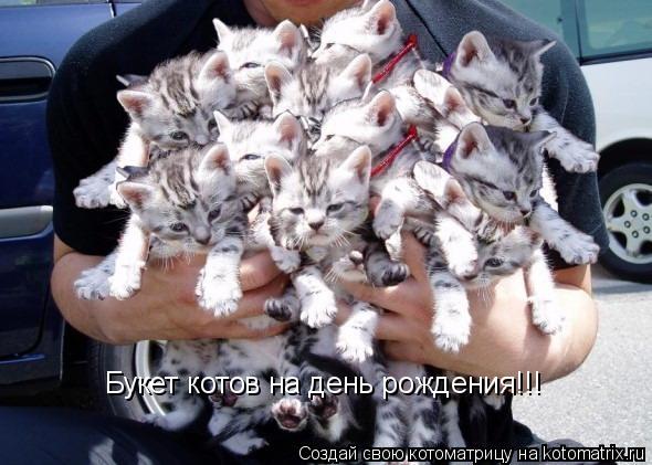 Котоматрица: Букет котов на день рождения!!!