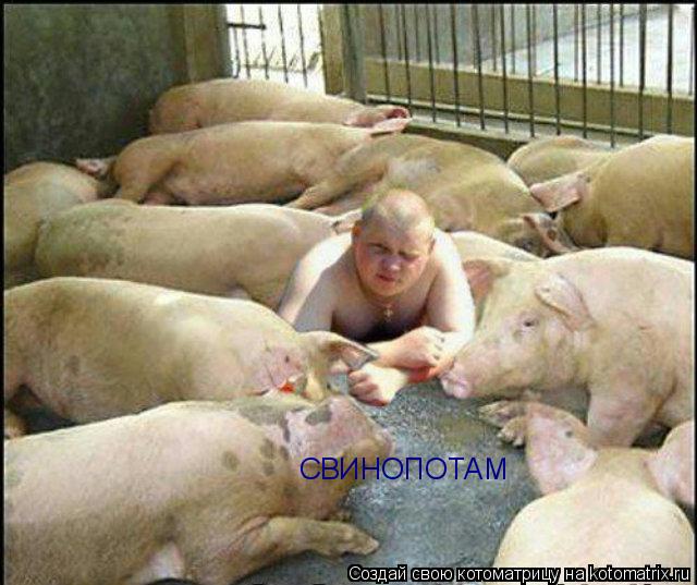 Котоматрица: СВИНОПОТАМ