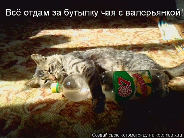 Котоматрица: Всё отдам за бутылку чая с валерьянкой!