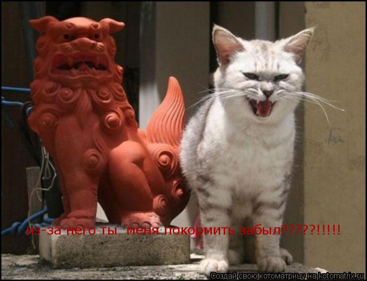 Котоматрица: из-за него ты  меня покормить забыл?????!!!!!