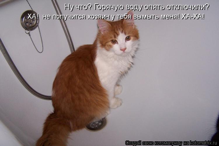Котоматрица: Ну что? Горячую воду опять отключили? ХА!  не получится хозяин у тебя вымыть меня! ХА-ХА!