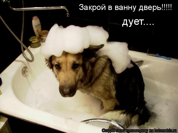 Котоматрица: Закрой в ванну дверь!!!!! дует....