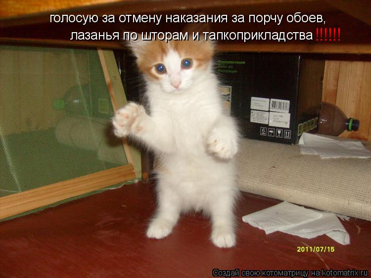Котоматрица: голосую за отмену наказания за порчу обоев, лазанья по шторам и тапкоприкладства !!!!!!