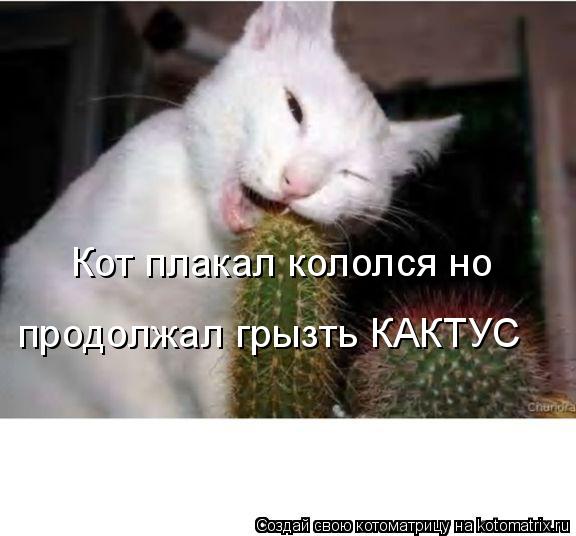 Котоматрица: Кот плакал кололся но продолжал грызть КАКТУС