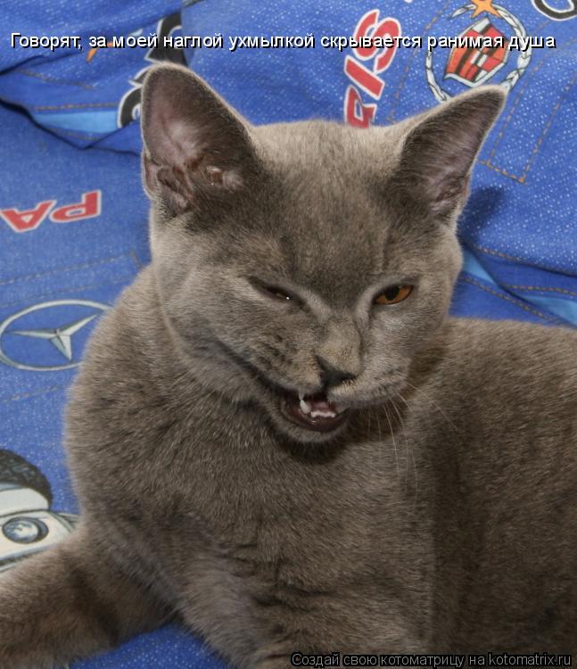 Котоматрица: Говорят, за моей наглой ухмылкой скрывается ранимая душа
