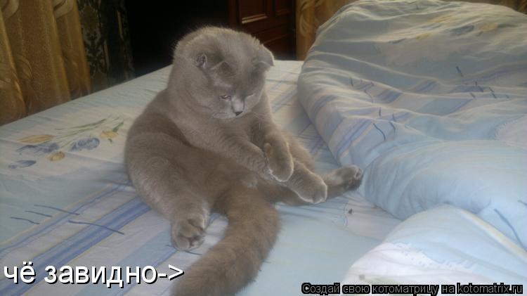 Котоматрица: чё завидно->