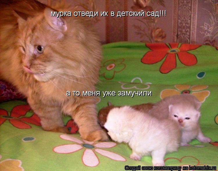 Котоматрица: мурка отведи их в детский сад!!! а то меня уже замучили