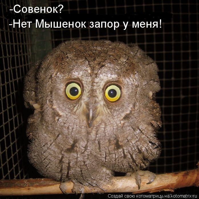 Котоматрица: -Совенок? -Нет Мышенок запор у меня!