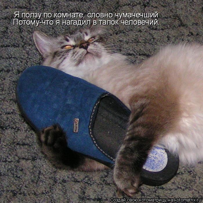 Котоматрица: Я ползу по комнате, словно чумачечший Потому-что я нагадил в тапок человечий.