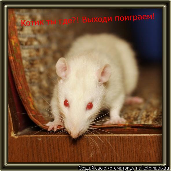Котоматрица: Котик ты где?! Выходи поиграем!