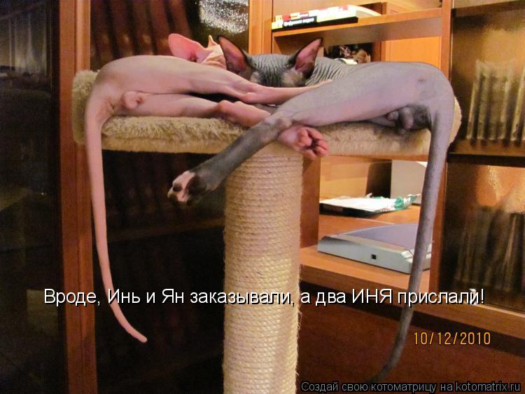 Котоматрица: Вроде, Инь и Ян заказывали, а два ИНЯ прислали!