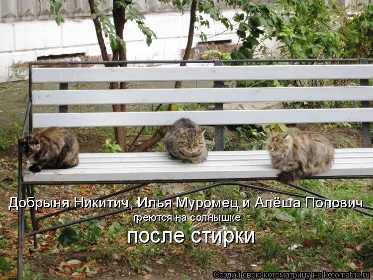 Котоматрица: Добрыня Никитич, Илья Муромец и Алёша Попович после стирки греются на солнышке