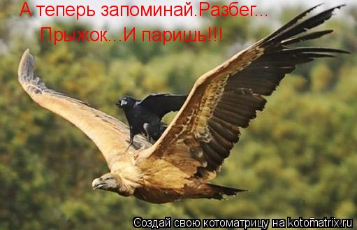 Котоматрица: А теперь запоминай.Разбег... Прыжок...И паришь!!!