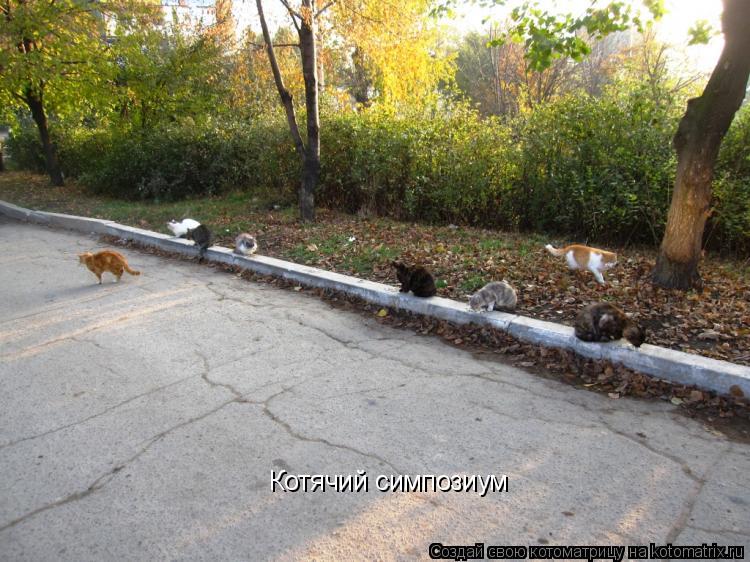 Котоматрица: Котячий симпозиум