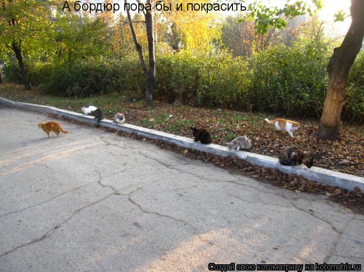 Котоматрица: А бордюр пора бы и покрасить...