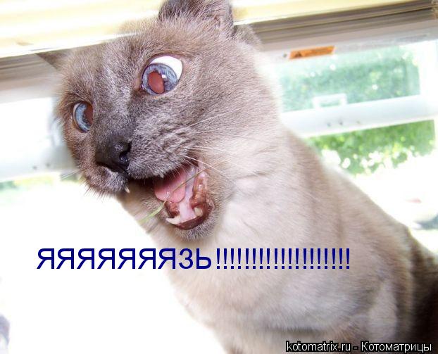 Котоматрица: ЯЯЯЯЯЯЯЗЬ!!!!!!!!!!!!!!!!!!!
