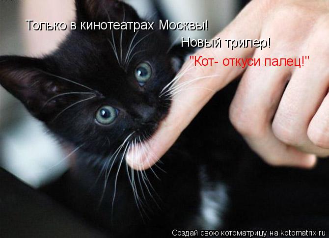 Только в кинотеатрах Москвы! Новый трилер! "Кот- откуси палец!"... Котоматрица: Только в кинотеатрах Москвы! Новый трилер! "Кот- откуси палец!"