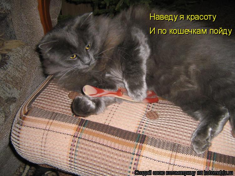 Котоматрица: Наведу я красоту И по кошечкам пойду