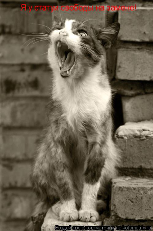 Котоматрица: Я у статуи свободы на замене!