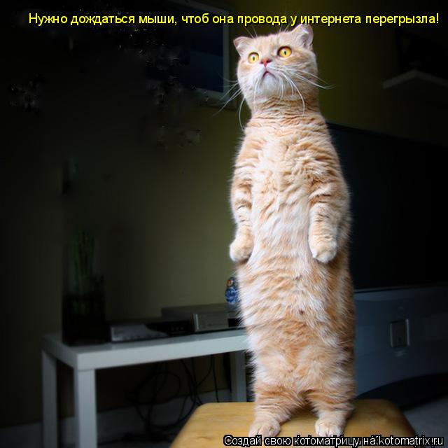 Котоматрица: Нужно дождаться мыши, чтоб она провода у интернета перегрызла!