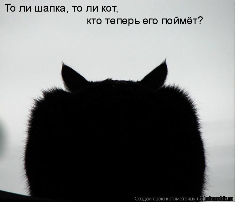 Котоматрица: То ли шапка, то ли кот, кто теперь его поймёт?