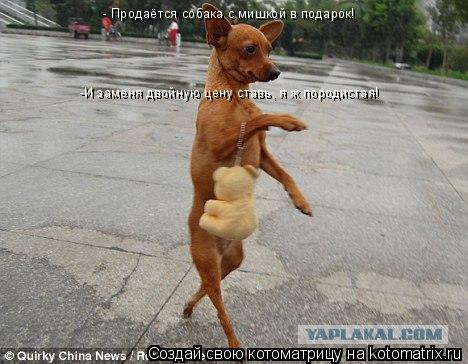 Котоматрица: - Продаётся собака с мишкой в подарок! -И заменя двойную цену ставь, я ж породистая!
