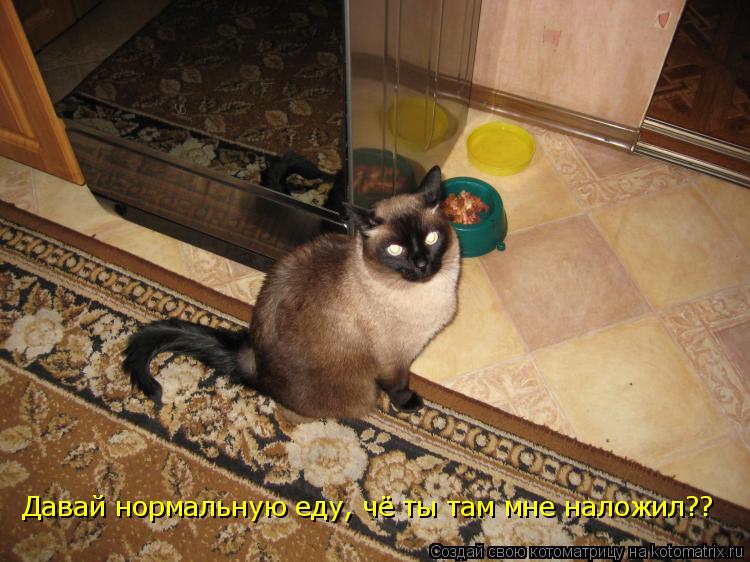 Котоматрица: Давай нормальную еду, чё ты там мне наложил??