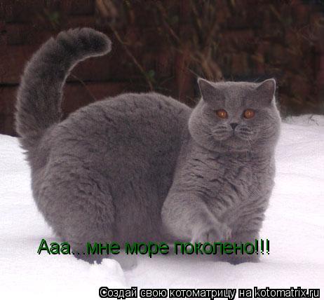 Котоматрица: Ааа...мне море поколено!!!